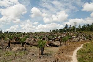 Plantation of Trees