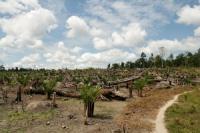 Plantation of Trees