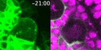Stem cell division
