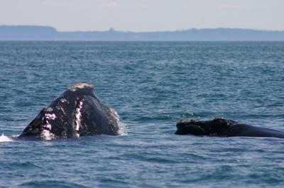 Mom and Calf