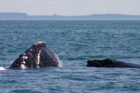 Mom and Calf