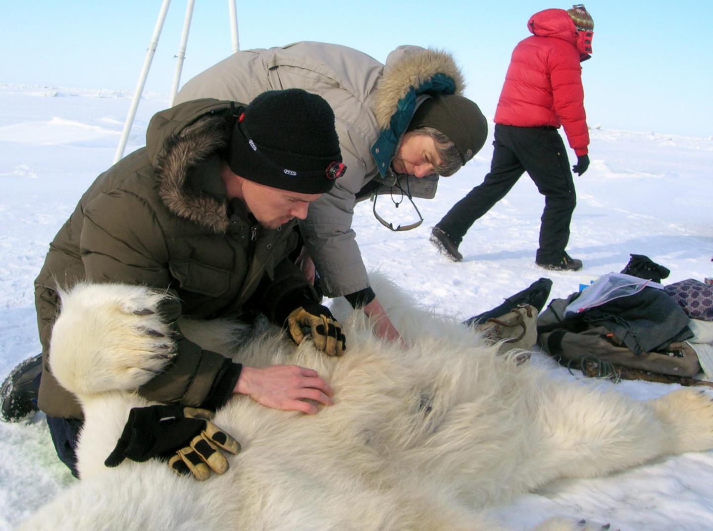 Researchers Inspect Temperature Logger