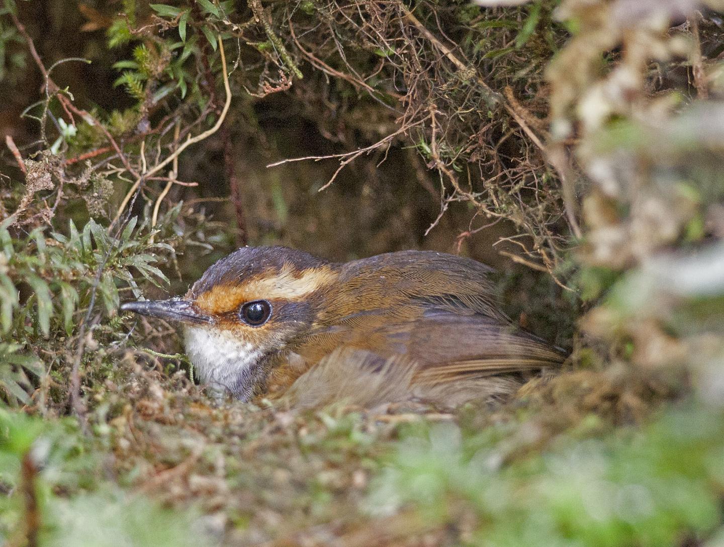 Bornean Stubtail