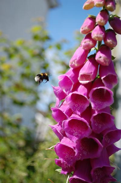 Garden Bumblebee