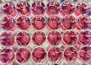 Process of fabricating human 3D skeletal muscle tissues.
