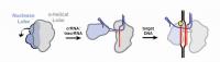 Cas9 and Guide RNA with DNA