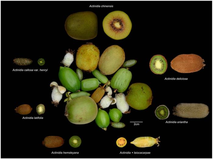Actinidia taxa for pan-genome analysis and their fruit diversity.