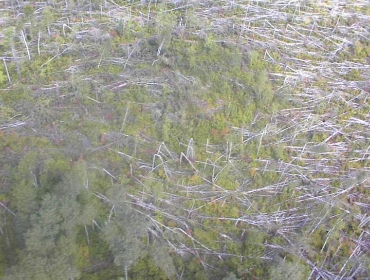 Matchstick forest