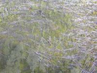 Matchstick forest