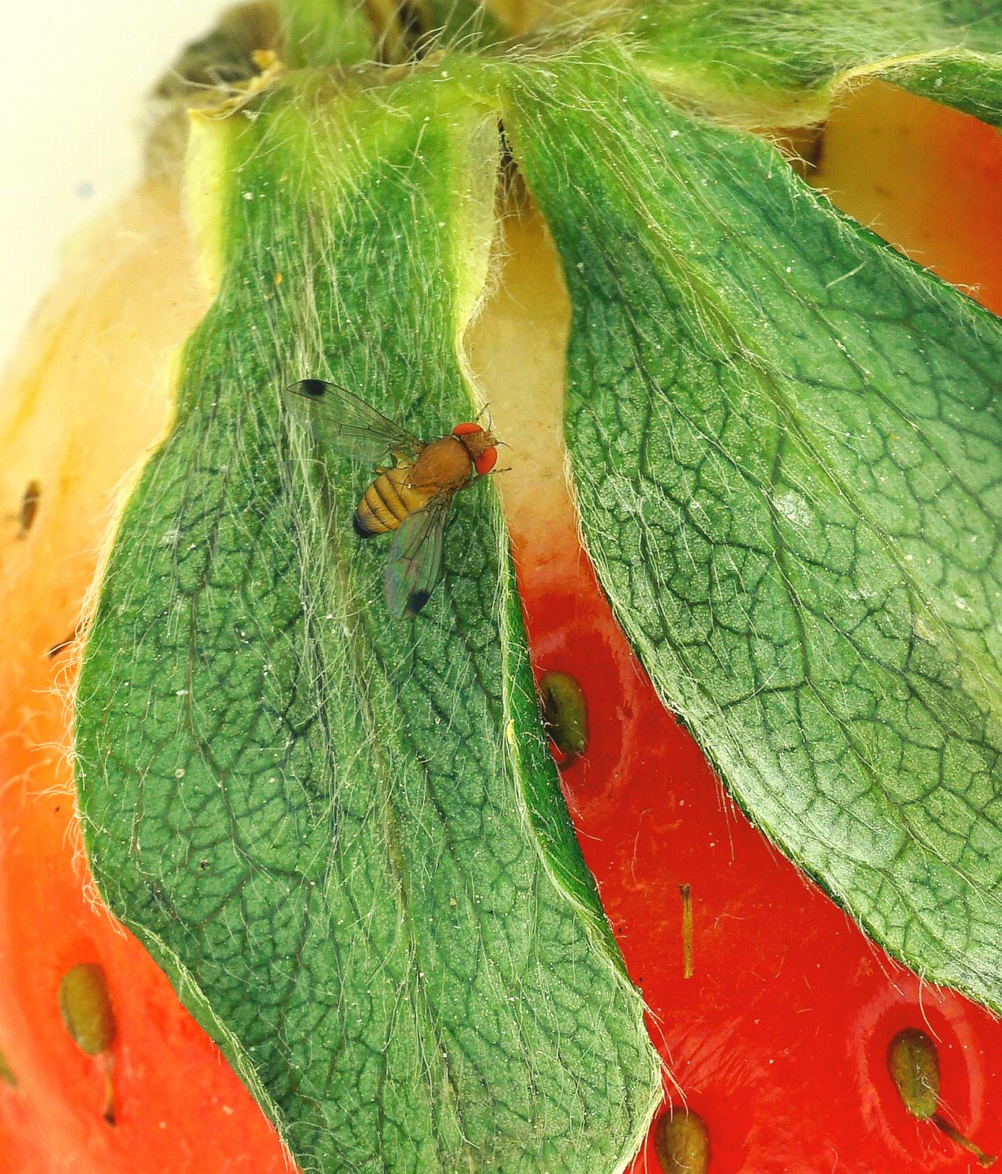 <i>Drosophila suzukii</i>