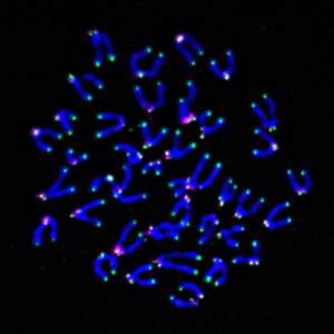 Chromosomes from mouse T cells