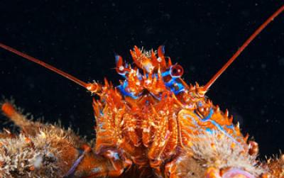 Lobster's Head