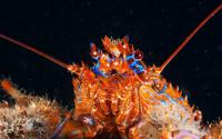 Lobster's Head