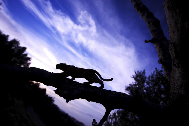 Context Processing: A Tale of Two Lions