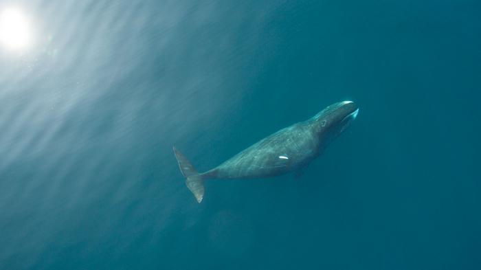 Whale beneath the surface