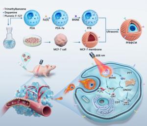 Schematic illustration of the fabrication of PFB@CM nanomotors and their near-infrared (NIR)-activated multimodal antitumor mechanisms involving photothermal, chemodynamic, and nitric oxide (NO)-mediated synergistic therapy.