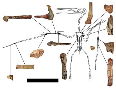 Diagram of <I>Kryptodrakon progenitor</I>