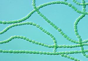 Filamentous Cyanobacteria: A Natural Source of Bioactive Compounds