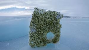 Ice covered with ice algae
