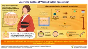 Vitamin C (VC) and Epigenetic Regulation: Unlocking the Secret of Skin Regeneration