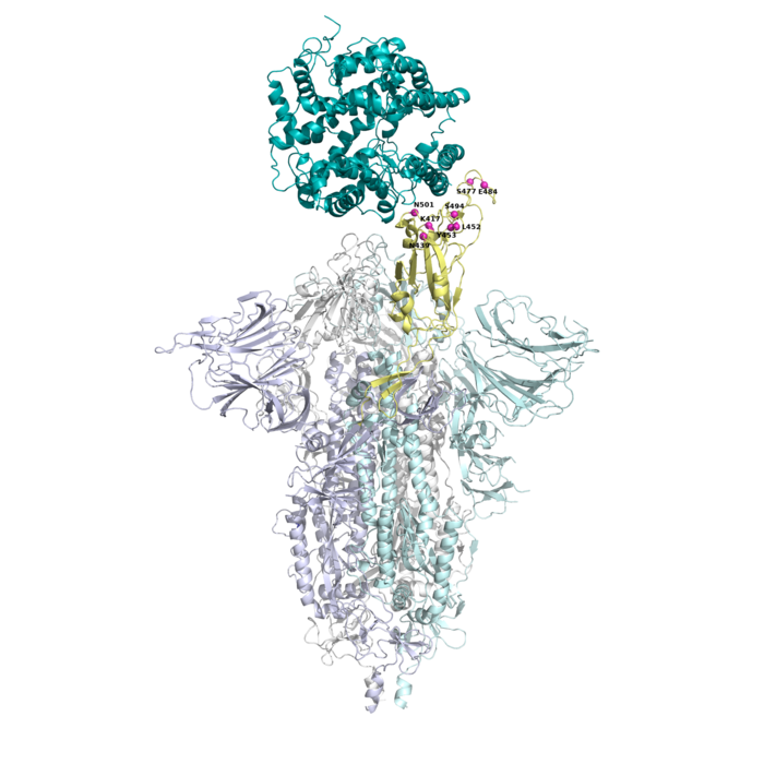 Protein S and ACE2 receptor