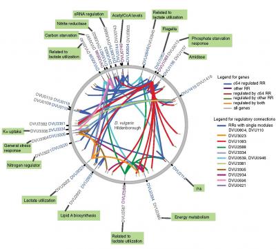 Desulfovibrio vulgaris Gene Map