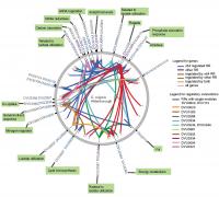 Desulfovibrio vulgaris Gene Map