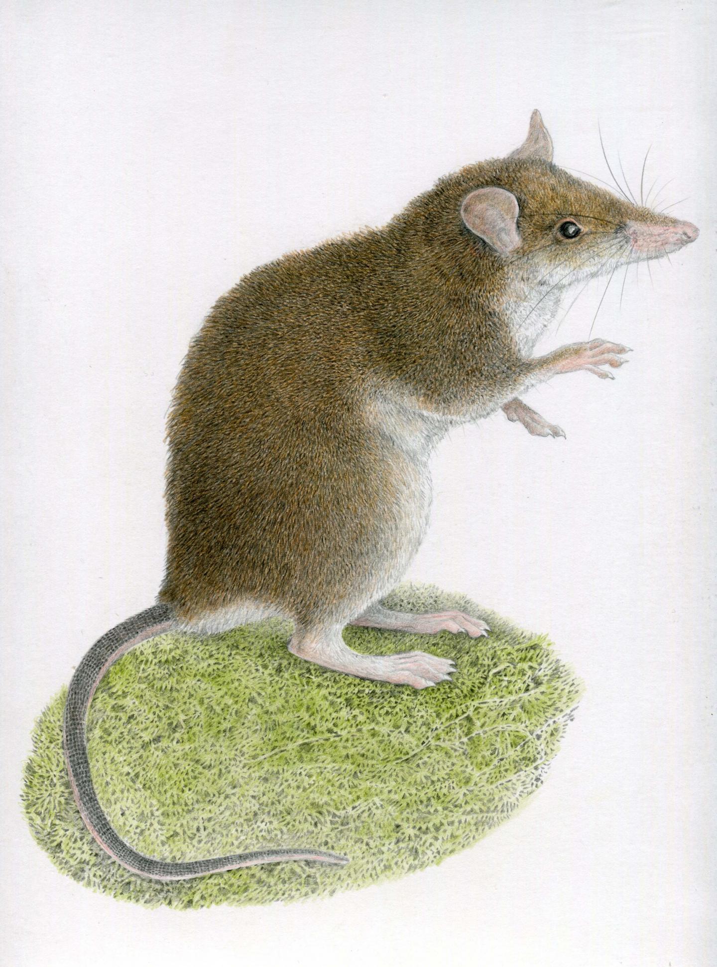 <em>R. Mingan</em>