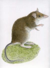 <em>R. Mingan</em>