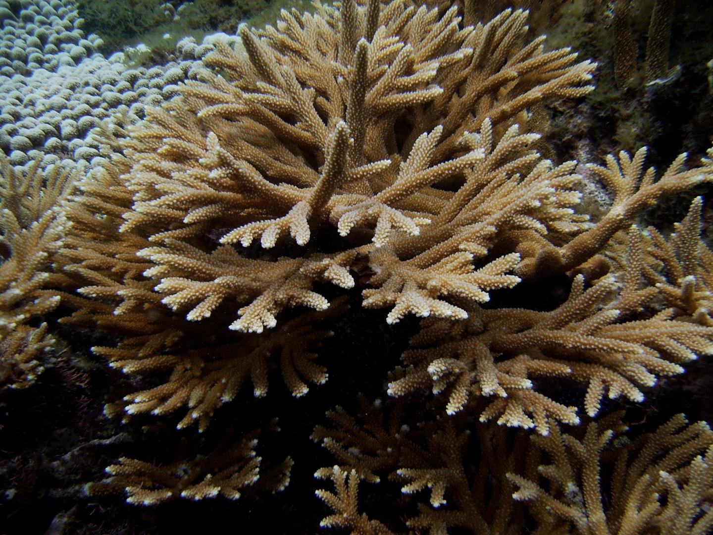 Hybrid <i>Acropora prolifera</i> (1 of 2)