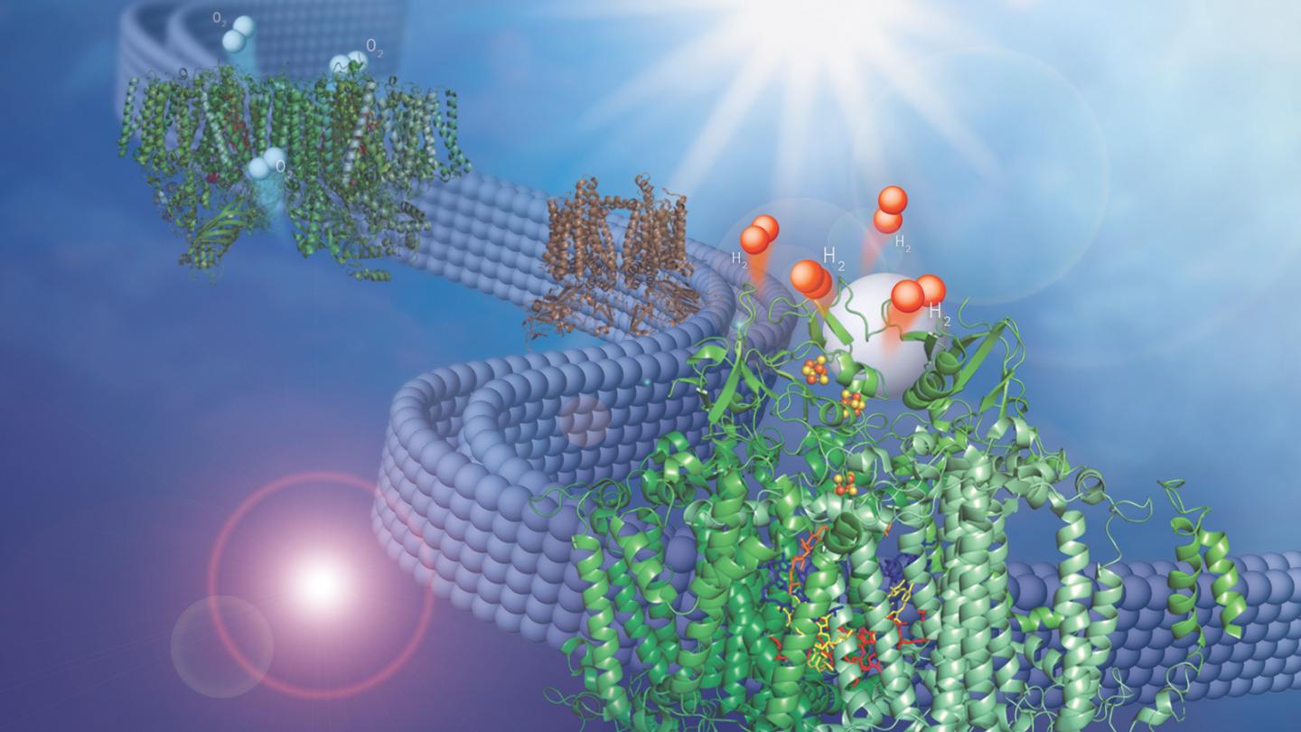 Hydrogen Producing Membrane