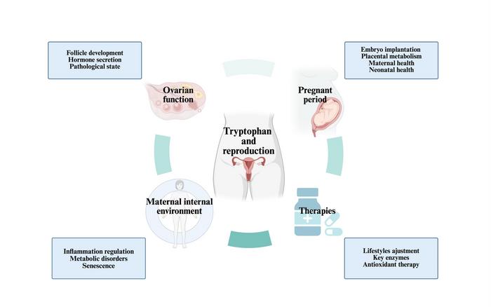Overview of Tryptophan Metabolism and Female Reproductive Health
