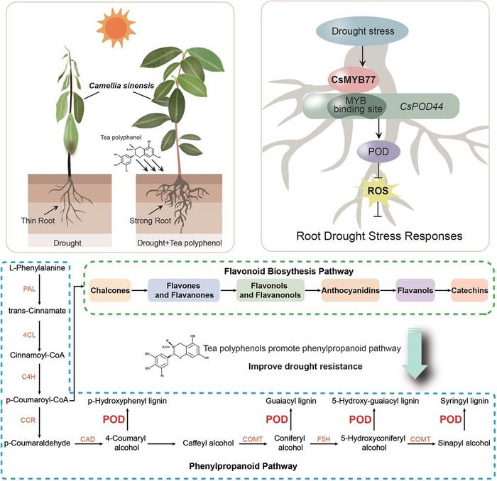 Growth status of tea plants under drought stress with and without the exogenous application of tea polyphenols.