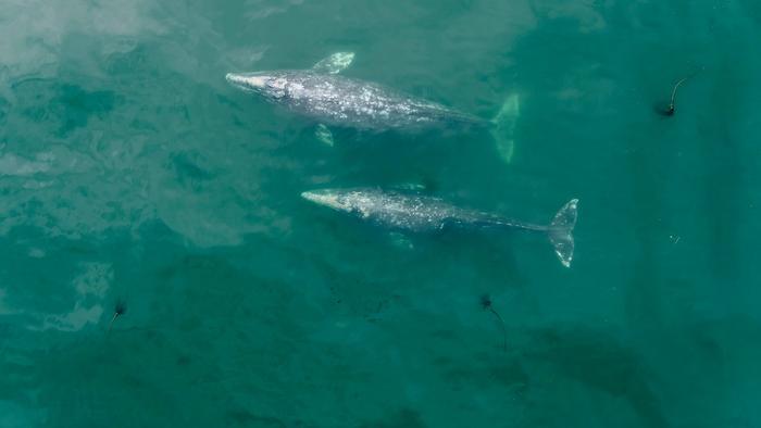 Pacific Coast Feeding Group gray whales