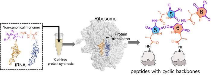 Schematic Illustration of the Introduction of Cyclic Peptides via Ribosome in a Cell-Free Protein Synthesis System