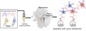 Schematic Illustration of the Introduction of Cyclic Peptides via Ribosome in a Cell-Free Protein Synthesis System