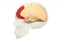 Prefrontal Cortex
