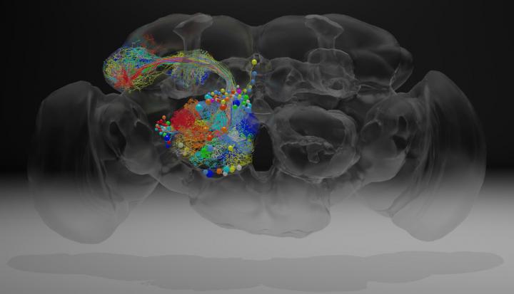 Reconstructed Neurons