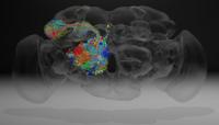 Reconstructed Neurons
