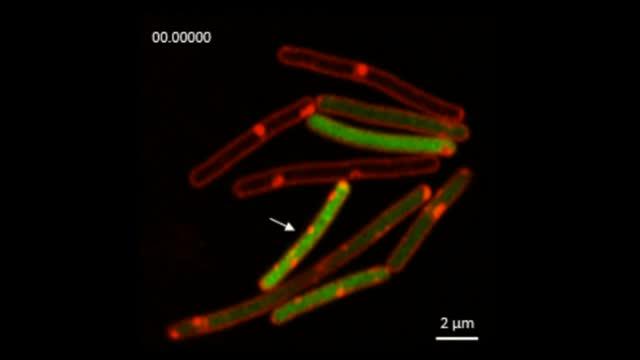 <I>Bacillus subtilis</I>