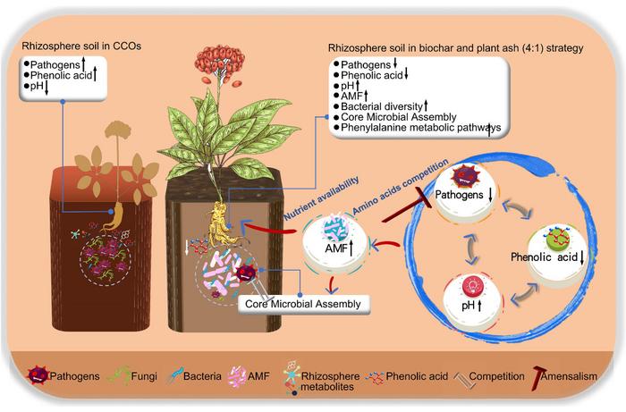 Rhizosphere ecological restoration: interactions between nutrient mobilization, core microbial assembly, and phenylalanine metabolism circulation