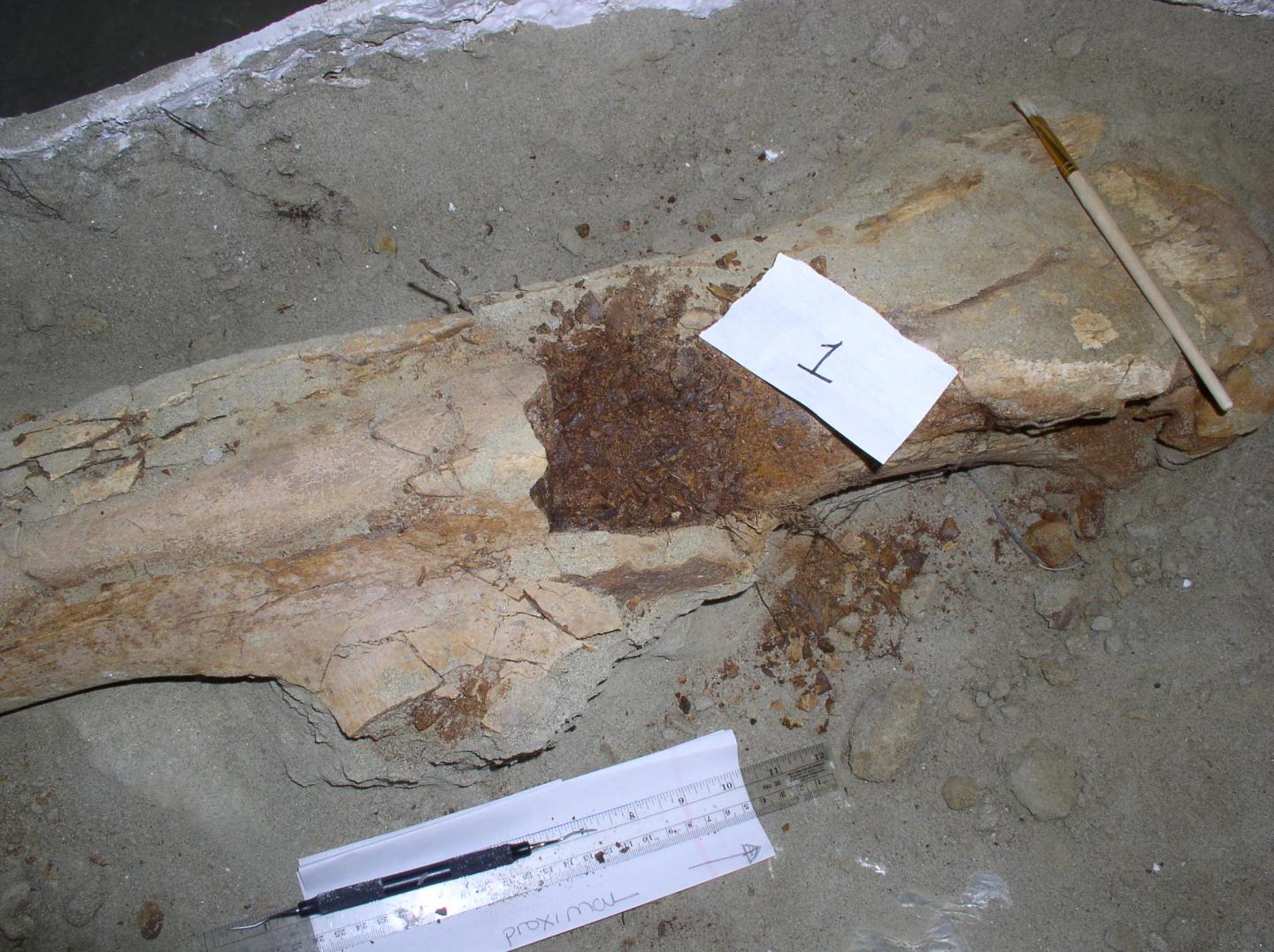 <i>Brachylophosaurus</i> Femur