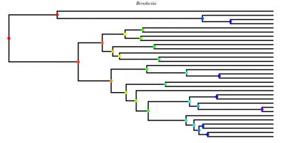 Tree Diagram Illustrating Decline in the Rate of Species Formation of <i>Brookesia</i> Chameleons