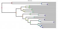 Tree Diagram Illustrating Decline in the Rate of Species Formation of <i>Brookesia</i> Chameleons