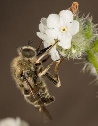Male Dusky Sapphire