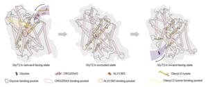 Binding modes of GlyT2 with substrate glycine and various analgesic inhibitors