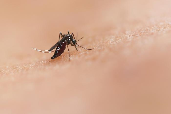 Mosquito bite by an Aedes mosquito