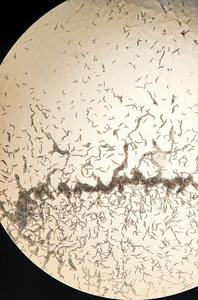 Swarm formation in C. elegans