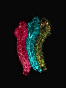 Genetically modified mosquito larvae