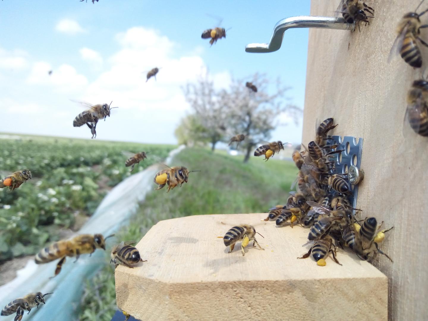 Countryside Showing Bee Colony